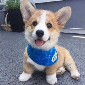 Meet your Posher, Chad